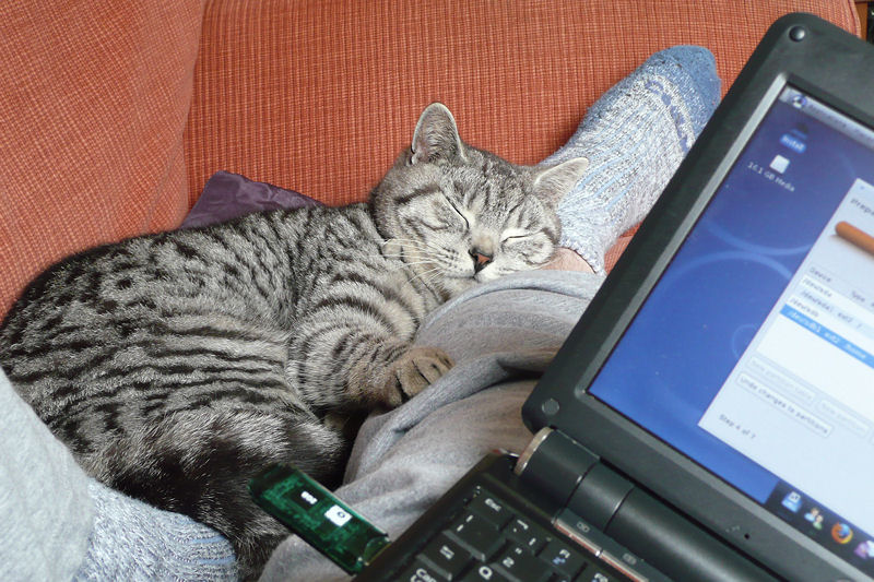 Photo P1020503 Cat asleep on leg